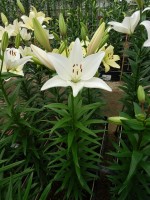 [5068 Bright Diamondo No01.JPG]